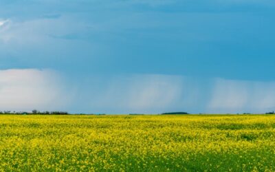 Tips for Improving Your Home’s Air Quality in Medicine Hat