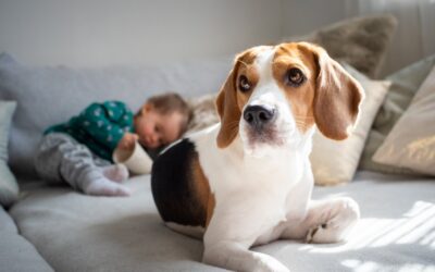 Great Cleaning Tips For Pet Owners